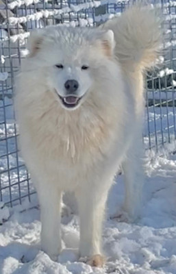 Étalon Samoyède - Tigresse Lili du domaine Lecordy