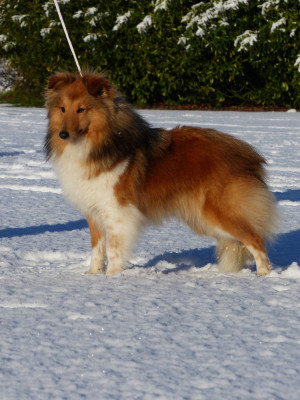 Étalon Shetland Sheepdog - Vendée du Banc des Hermelles