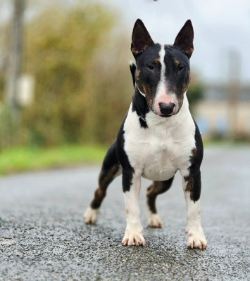Étalon Bull Terrier Miniature - V'atlas de l'éternel de gaya De L'Eternel De Gaya 