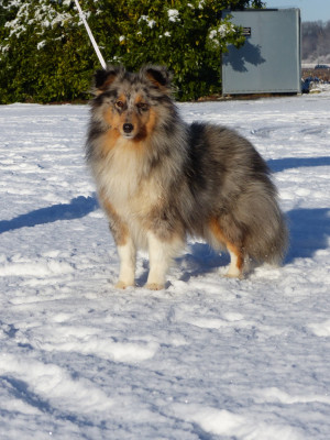 Étalon Shetland Sheepdog - A Believe I Can Fly du Banc des Hermelles