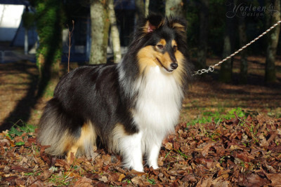 Étalon Shetland Sheepdog - Vestale des Bordes Rouges