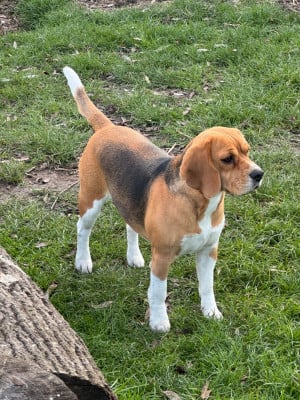 Étalon Beagle - Una Des Terres D’Olim’s