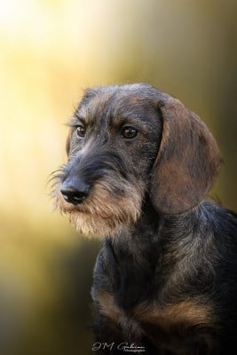 Étalon Teckel poil dur - Apollon Bogoss Des Trolls de Nerthus