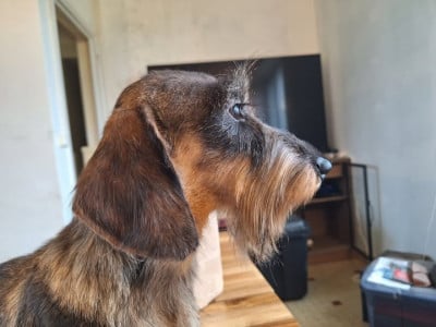 Étalon Teckel poil dur - alpheratz Magic Touch