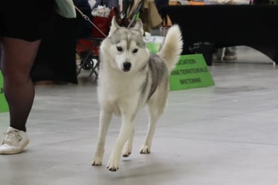 Étalon Siberian Husky - Ubby Des Legendes Du Triskel
