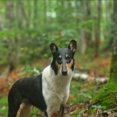 Étalon Colley à poil court - U'Rùn Landvaettir