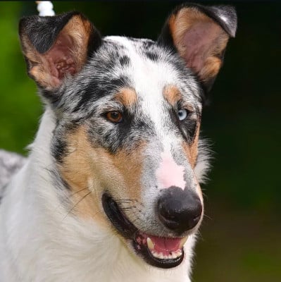 Étalon Colley à poil court - Vent D'Ouest dit Viggo du domaine de Docmael