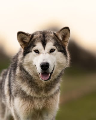 Utha Du Domaine De La Maisonnette