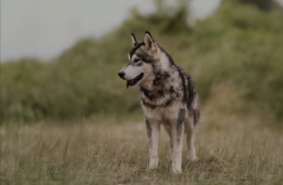Vegas De L'aube Des Perseides
