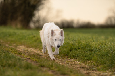 Étalon Berger Blanc Suisse - Ushuaia Du Domaine De La Maisonnette