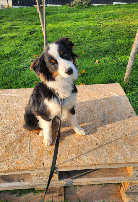 Étalon Berger Américain Miniature - apolline du royaume des 4 pattes