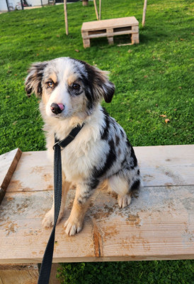 Étalon Berger Américain Miniature - Angela du royaume des 4 pattes