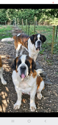 Étalon Chien du Saint-Bernard - Sidney De l'Univers De Sirka