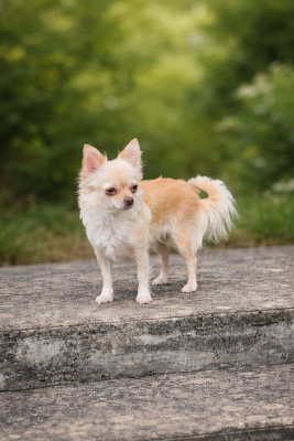 Étalon Chihuahua - Vanille Des muses du haut forez