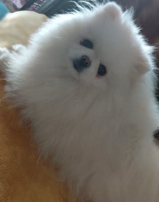 Étalon Spitz allemand - (Sans Affixe) SUNN DE LION KAMILA dit SYBELLE