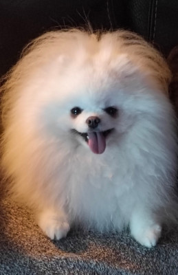 Étalon Spitz allemand - Yatagan iz imperii pomov