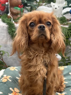 Étalon Cavalier King Charles Spaniel - Very choupi D'ysatis
