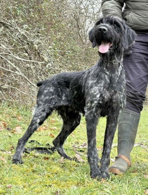Étalon Chien d'arrêt allemand à poil dur - Rubby (Sans Affixe)