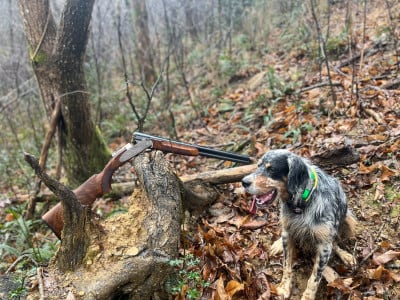 Étalon Setter Anglais - Vasko de Lapurdi