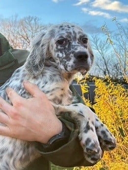 Étalon Setter Anglais - Araya de la borde d'araya