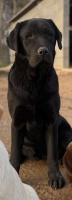 Étalon Labrador Retriever - Vahiné Du Domaine De Terrut