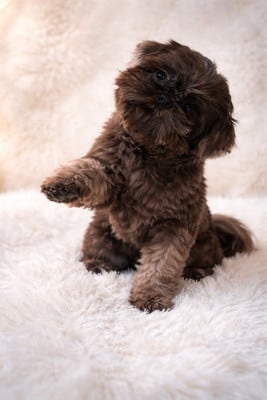 Étalon Shih Tzu - Terre brulée De la butte de Goliath