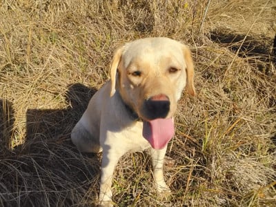 Volga Des Terres Brulees Du Sud