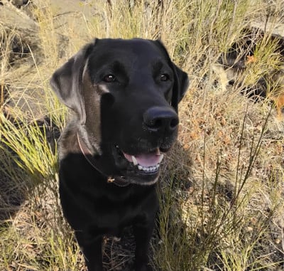 Étalon Labrador Retriever - Pocketful of starlight Du Val Des Grives