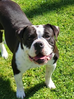 Étalon Bulldog continental - Twinpeacks du sixième sens du sixieme sens