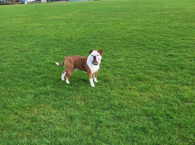 Étalon Bulldog continental - Tiger dit Thorgal du sixième sens du sixieme sens