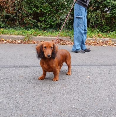 Étalon Teckel - Abricotine des Petites Pattes du Causes