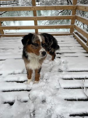 Étalon Berger Américain Miniature - Abyss Du Mistral Normand