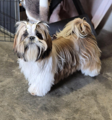 Étalon Shih Tzu - Vénus beauty love des Pommiers du Pays d'Othe