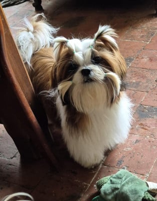 Étalon Shih Tzu - Very a lot of forever des Pommiers du Pays d'Othe