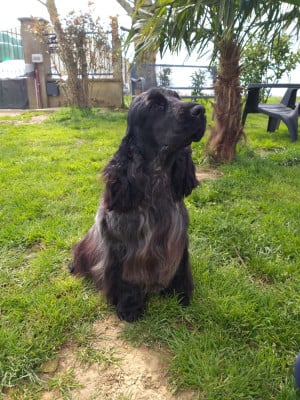 ROCK'N'ROLL ATTITUDE Du domaine de makno