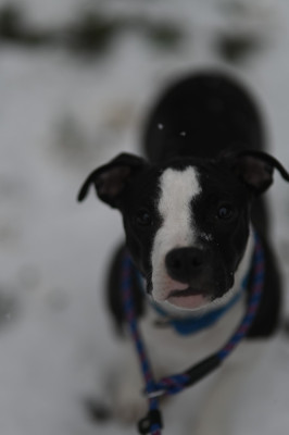 Étalon American Staffordshire Terrier - tiger tattoo's Ruffian Zelda