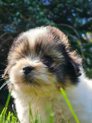 Étalon Coton de Tulear - ATHENA du Domaine du Chai de Majolan