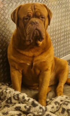 Étalon Dogue de Bordeaux - Unplugged des gargans d'or