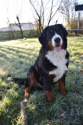 Étalon Bouvier Bernois - Astr'aëla Des Pattes d'Oust