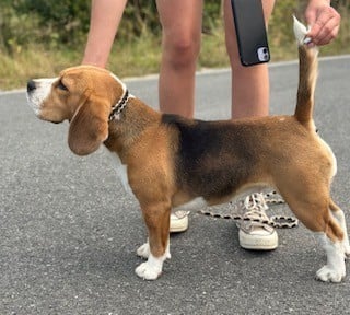 Étalon Beagle - Urkane de Maxcecan
