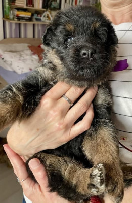 Étalon Berger de boheme - Jasmínka pod všerubskou skálou