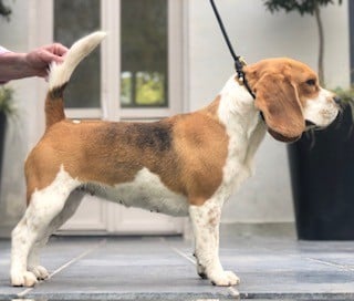 Étalon Beagle - S'Kiss Fatale de Maxcecan