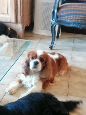 Solon la maison d'h'erbouville