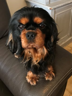 Étalon Cavalier King Charles Spaniel - Phileas Fogg De La Maison D'herbouville