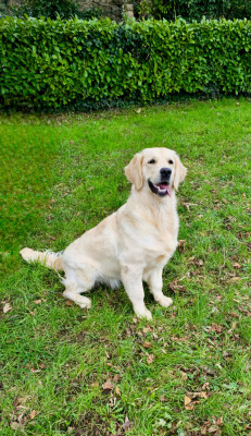 Étalon Golden Retriever - Une Histoire Simple dite "Romy" Des Jardins De L'imaginaire