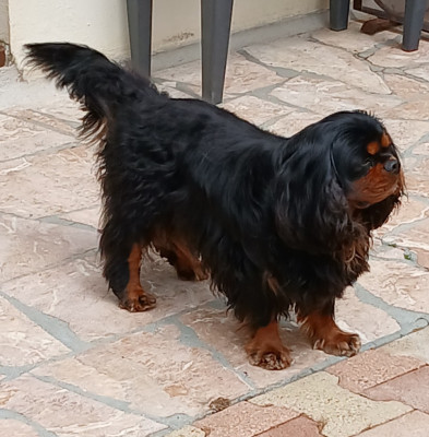 Étalon Cavalier King Charles Spaniel - SKYLOS De La Maison D'herbouville