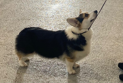 Étalon Welsh Corgi Pembroke - Aïko Du Ruisseau De La Steinmatt