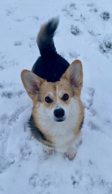 Étalon Welsh Corgi Pembroke - Vaïana du clos d’arlequin