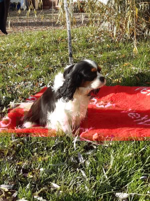 Tessa des joyaux de savejo Du clos de larpege