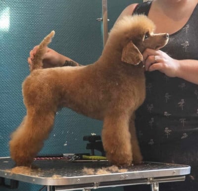 Étalon Caniche - Tagada Des Perles Orangees